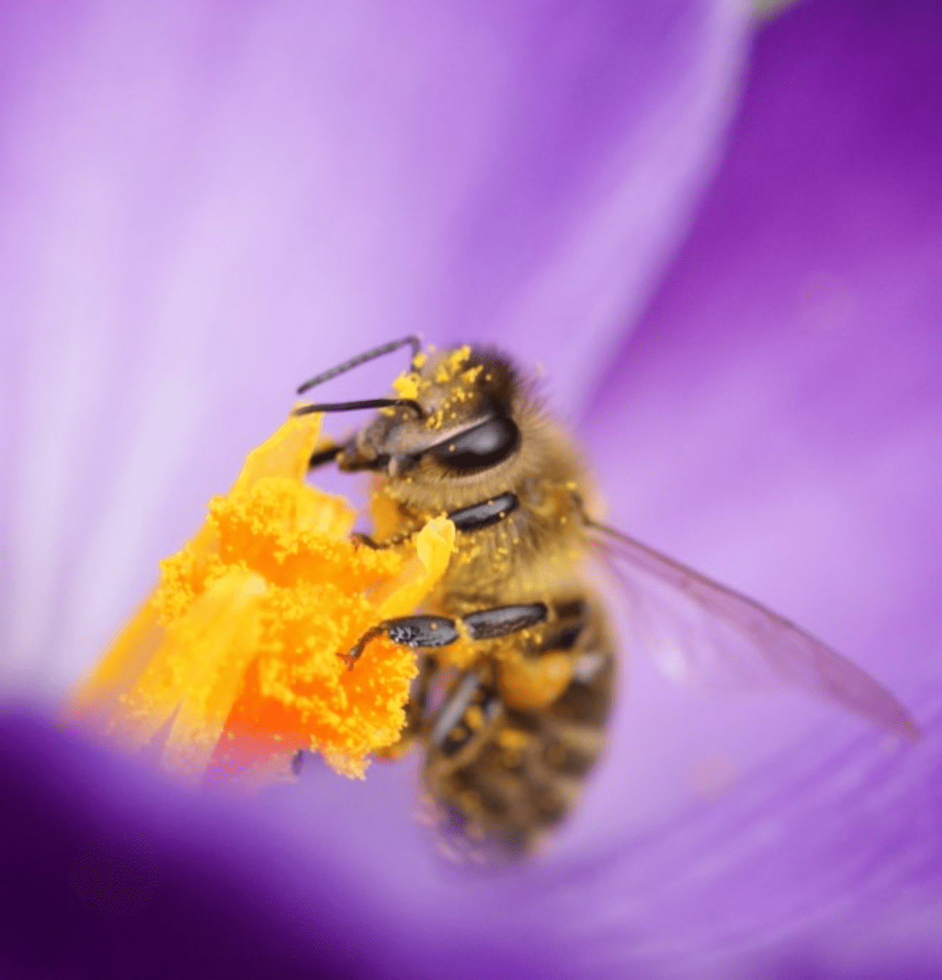 Bee. Credit: Tristan, AdobeStock