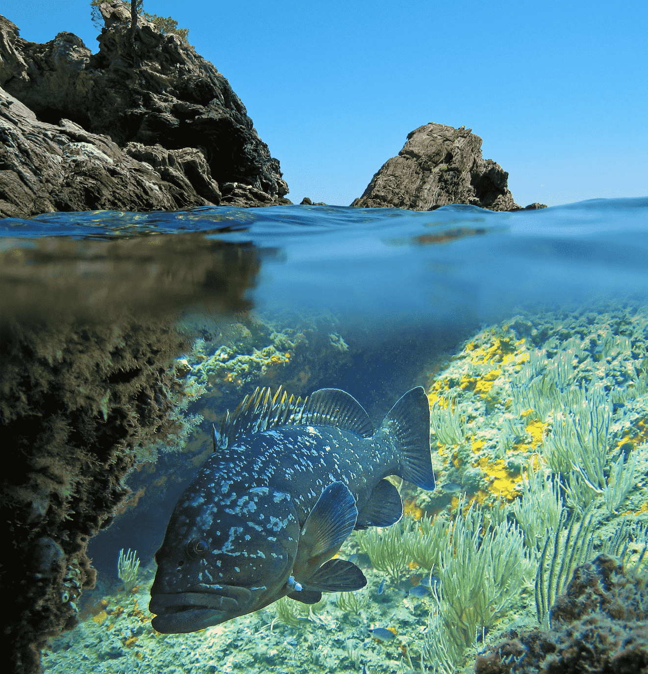 Dusky Grouper, Spain. Credit: damedias - stock.adobe.com