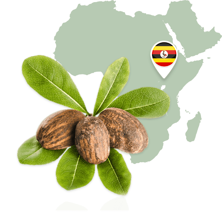 Shea nuts and leaves. Credit: luisapuccini, AdobeStock